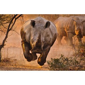Umělecká fotografie Rhino learning to fly, Justus Vermaak, (40 x 26.7 cm)