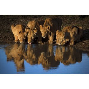 Umělecká fotografie Lions of Mara, Mario Moreno, (40 x 26.7 cm)