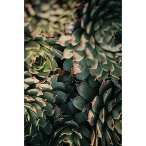 Umělecká fotografie Garden cactus leaves, Javier Pardina, (26.7 x 40 cm)