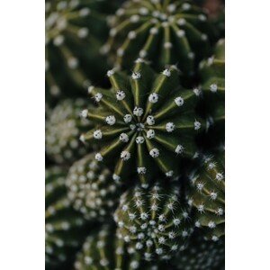 Umělecká fotografie Cactus from above, Javier Pardina, (26.7 x 40 cm)