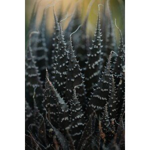 Umělecká fotografie Cactus leaves, Javier Pardina, (26.7 x 40 cm)