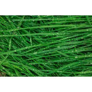 Umělecká fotografie Details of grass, Javier Pardina, (40 x 26.7 cm)