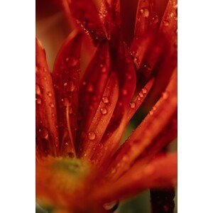Umělecká fotografie Detail of red flowers 2, Javier Pardina, (26.7 x 40 cm)