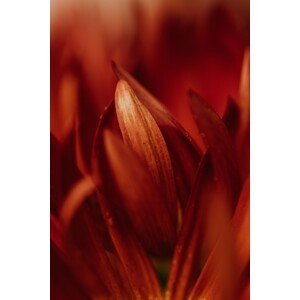 Umělecká fotografie Abstract detail of red flowers, Javier Pardina, (26.7 x 40 cm)