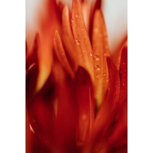 Umělecká fotografie Beautiful detail of red flowers, Javier Pardina, (26.7 x 40 cm)