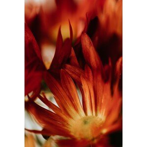 Umělecká fotografie Macro red flowers, Javier Pardina, (26.7 x 40 cm)