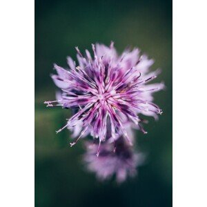 Umělecká fotografie Macro of lilac flower, Javier Pardina, (26.7 x 40 cm)