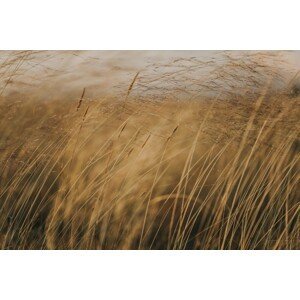 Umělecká fotografie Field at golden hour, Javier Pardina, (40 x 26.7 cm)