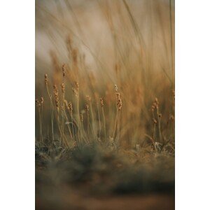 Umělecká fotografie Field at golden hour 2, Javier Pardina, (26.7 x 40 cm)