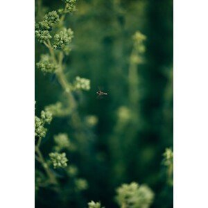 Umělecká fotografie Wasp- on the plants, Javier Pardina, (26.7 x 40 cm)
