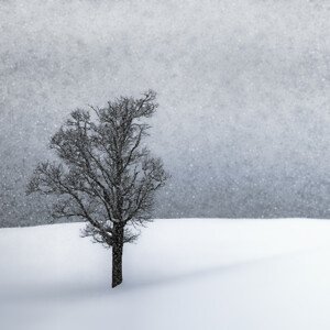 Umělecká fotografie LONELY TREE Idyllic Winterlandscape, Melanie Viola, (40 x 40 cm)