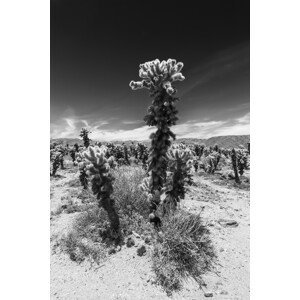 Umělecká fotografie Cholla Cactus Garden, Joshua Tree National Park, Melanie Viola, (26.7 x 40 cm)