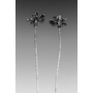 Umělecká fotografie Palm Trees In Black & White, Melanie Viola, (26.7 x 40 cm)