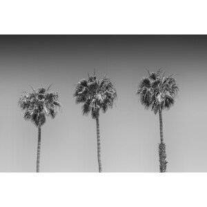 Umělecká fotografie Minimalistic Palm Trees, Melanie Viola, (40 x 26.7 cm)
