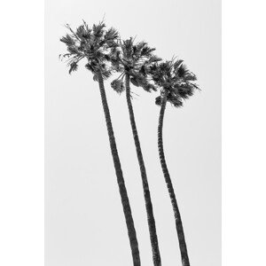 Umělecká fotografie Palm Trees Summertime, Melanie Viola, (26.7 x 40 cm)