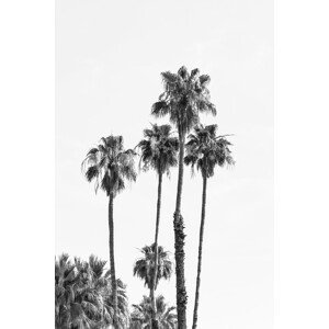 Umělecká fotografie Palm trees by the sea, Melanie Viola, (26.7 x 40 cm)