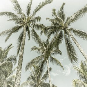 Umělecká fotografie Lovely Vintage Palm Trees, Melanie Viola, (40 x 40 cm)