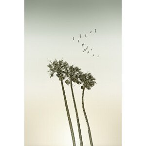 Umělecká fotografie Vintage palm trees at sunset, Melanie Viola, (26.7 x 40 cm)