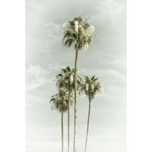 Umělecká fotografie Vintage Palm Trees Skyhigh, Melanie Viola, (26.7 x 40 cm)