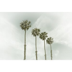Umělecká fotografie California Vintage Palm Trees, Melanie Viola, (40 x 26.7 cm)