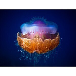 Umělecká fotografie Fried Egg Jellyfish, LuckyGuy, (40 x 30 cm)