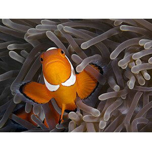 Umělecká fotografie Anemonefish, Henry Jager, (40 x 30 cm)