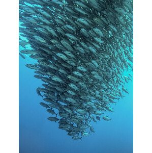 Umělecká fotografie Schooling Jackfishes, Henry Jager, (30 x 40 cm)