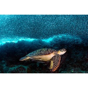 Umělecká fotografie Turtle and Sardines, Henry Jager, (40 x 26.7 cm)