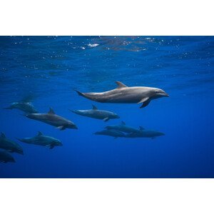 Umělecká fotografie Dolphins, Barathieu Gabriel, (40 x 26.7 cm)