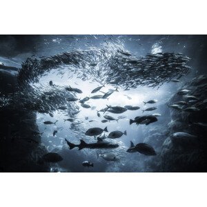 Umělecká fotografie Underwater exploration, Takashi Suzuki, (40 x 26.7 cm)