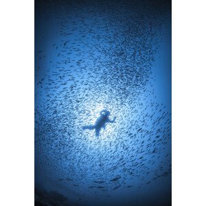 Umělecká fotografie Diver and shoal of fish, Barathieu Gabriel, (26.7 x 40 cm)