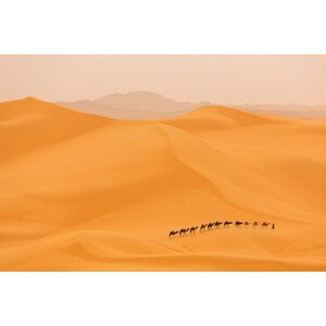 Umělecká fotografie Camels caravan in Sahara, Dan Mirica, (40 x 26.7 cm)