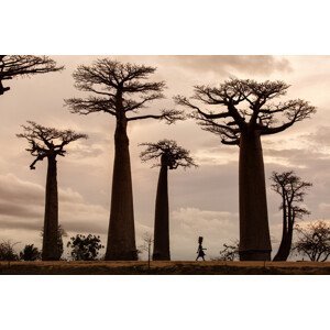 Umělecká fotografie Madagascar, Dan Mirica, (40 x 26.7 cm)