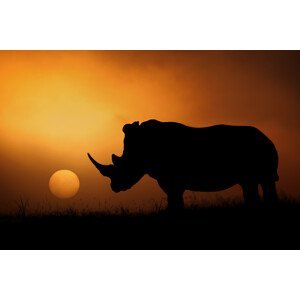 Umělecká fotografie Rhino Sunrise, Mario Moreno, (40 x 26.7 cm)