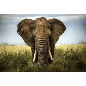 Umělecká fotografie Encounters in Serengeti, Alberto Ghizzi Panizza, (40 x 26.7 cm)