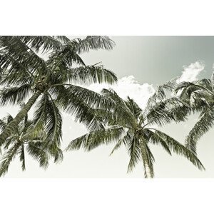 Umělecká fotografie Vintage Palm Trees, Melanie Viola, (40 x 26.7 cm)