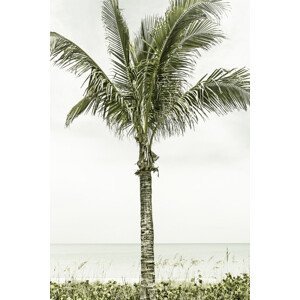 Umělecká fotografie Palm Tree at the beach | Vintage, Melanie Viola, (26.7 x 40 cm)