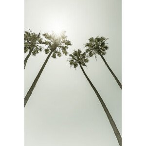 Umělecká fotografie Palm Trees in the sun | Vintage, Melanie Viola, (26.7 x 40 cm)