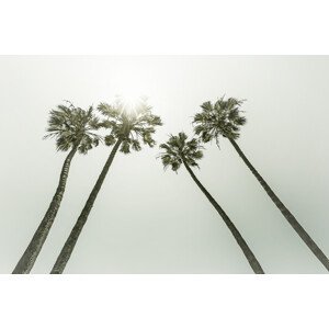 Umělecká fotografie Vintage palm trees in the sun, Melanie Viola, (40 x 26.7 cm)