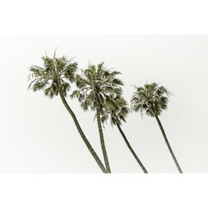 Umělecká fotografie Palm trees by the sea | Vintage, Melanie Viola, (40 x 26.7 cm)