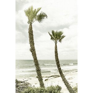 Umělecká fotografie La Jolla palm trees | Vintage, Melanie Viola, (26.7 x 40 cm)