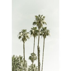 Umělecká fotografie Palm Trees Summertime | Vintage, Melanie Viola, (26.7 x 40 cm)