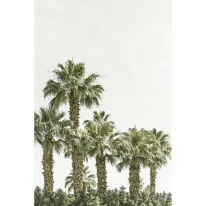 Umělecká fotografie Vintage palm trees at the beach, Melanie Viola, (26.7 x 40 cm)