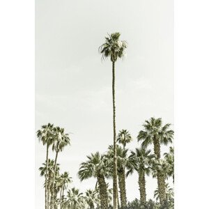 Umělecká fotografie Vintage palm tree  paradise, Melanie Viola, (26.7 x 40 cm)