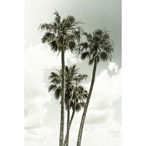Umělecká fotografie Vintage palm trees summertime, Melanie Viola, (26.7 x 40 cm)