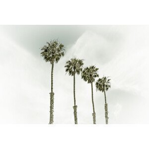 Umělecká fotografie Coastal Palm Trees | Vintage, Melanie Viola, (40 x 26.7 cm)