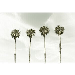 Umělecká fotografie Minimalist Palm Trees | Vintage, Melanie Viola, (40 x 26.7 cm)