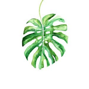 Ilustrace Watercolor monstera leaf, Blursbyai, (26.7 x 40 cm)