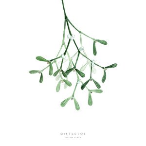 Ilustrace Watercolor mistletoe illustration, Blursbyai, (26.7 x 40 cm)