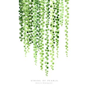 Ilustrace Watercolor string of pearls illustration, Blursbyai, (26.7 x 40 cm)